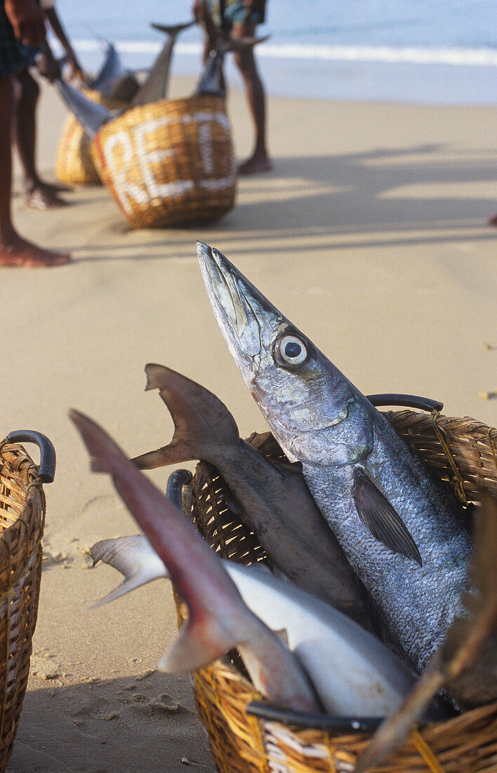 Basket of fresh fish on the Malabar Coast, Kerala, India