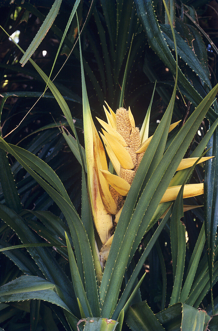 Screw pine (Pandanus odoratissimus Sol. ex Parkinson)