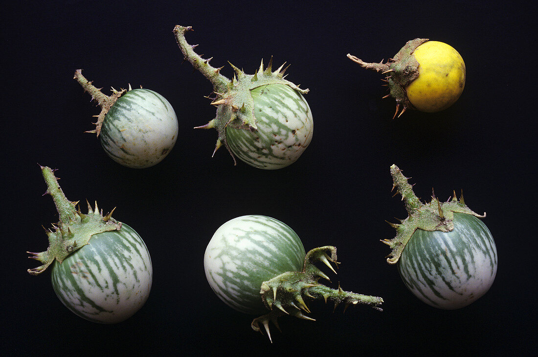 Thaiauberginen (Solanum Xanthocarpum), Heilpflanze & Gemüse