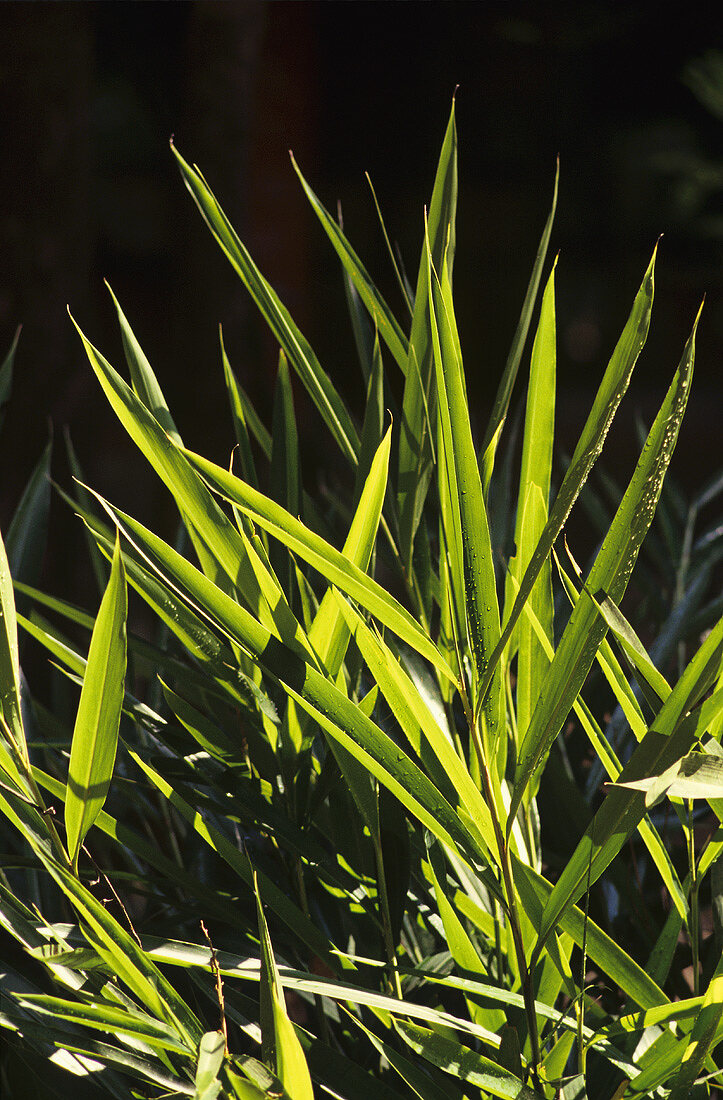 Indianischer Ingwer (Snap Ginger, Alpinia calcarata Rosc.)