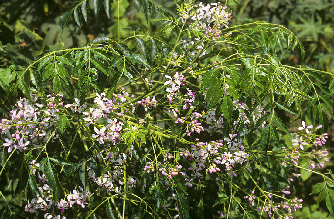 Persian lilac (Melia azedarach), India