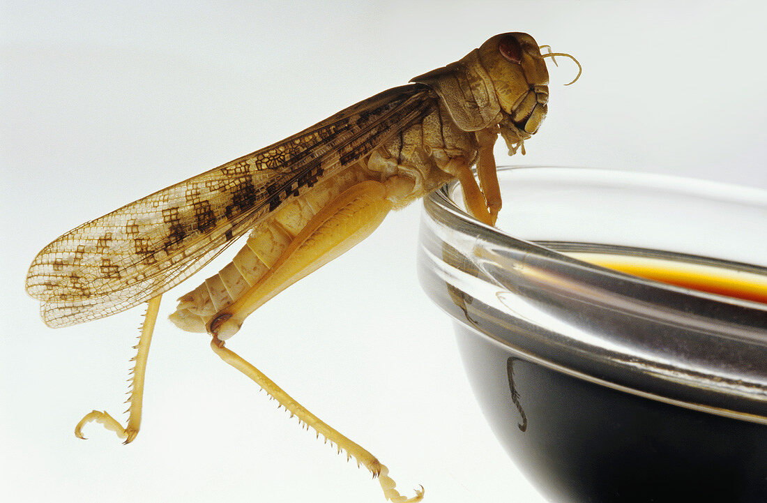 Grasshopper leaning on a small bowl of soy sauce