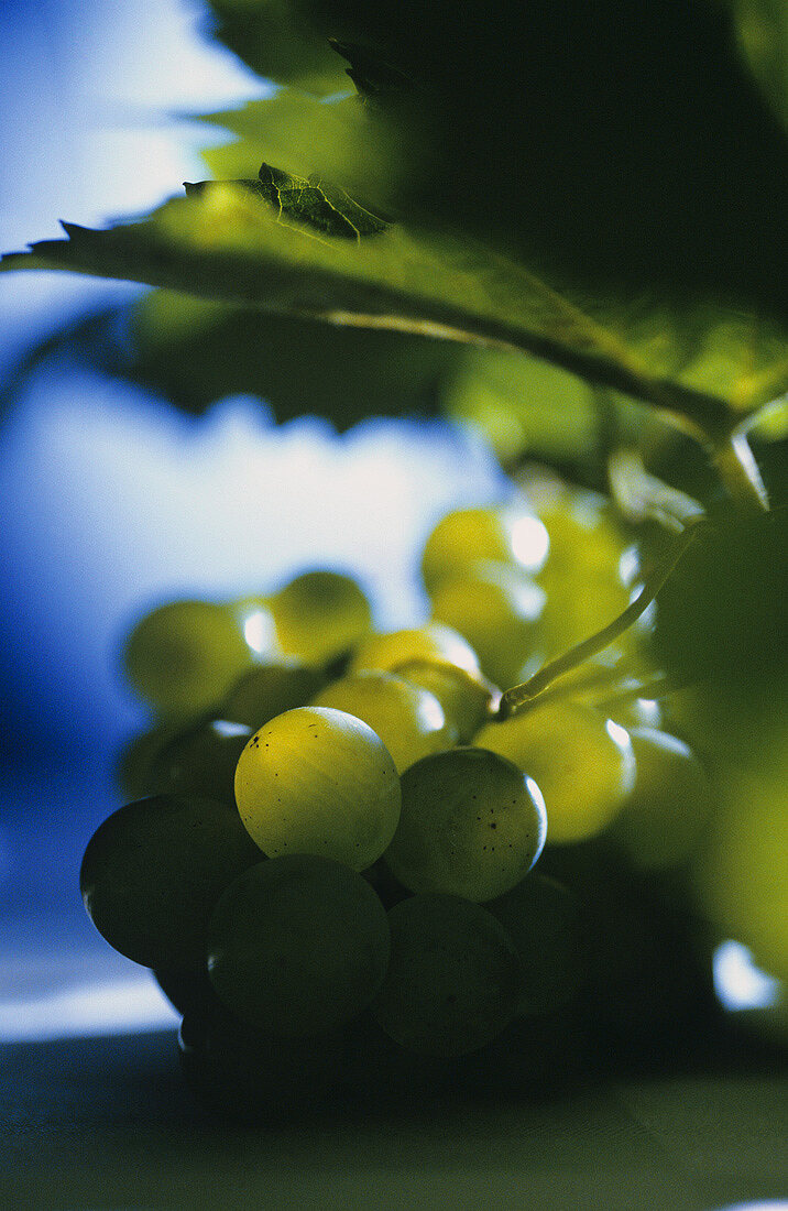 Green grapes