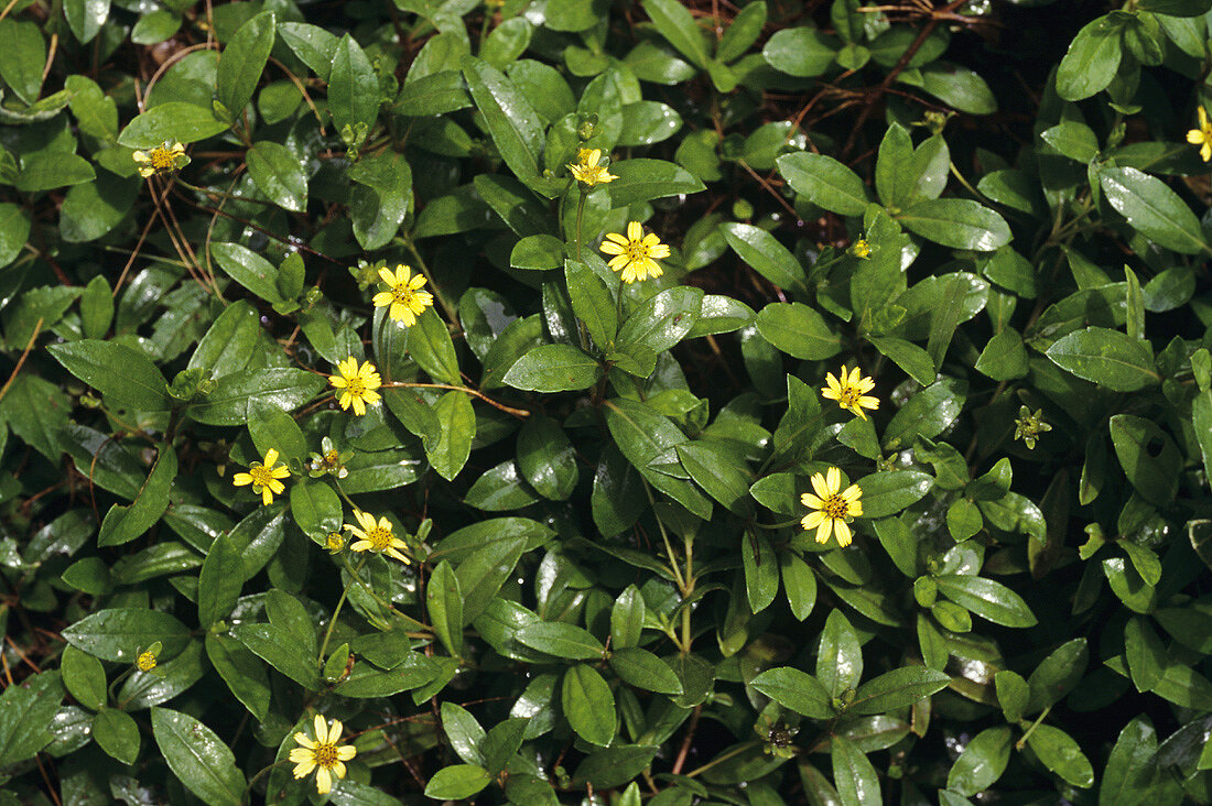 Heilpflanze: Wedelia (Wedelia Chinensis (osbeck) Merill)