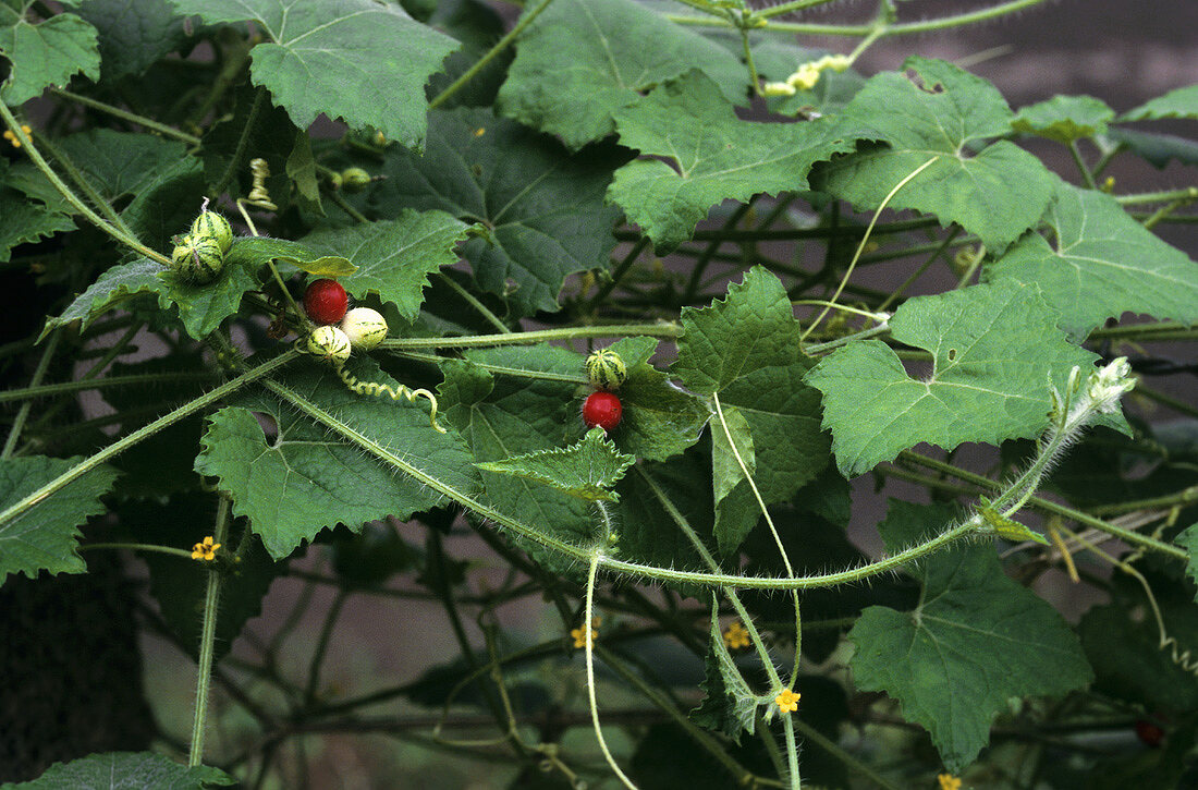 Ayurvedische Heilpflanze: Mukia maderaspatana (Kürbisgewächs)