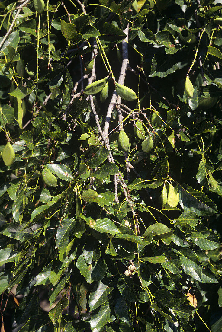 Pongam tree or Indian beech (Pongamia pinnata (L.) Pierre)