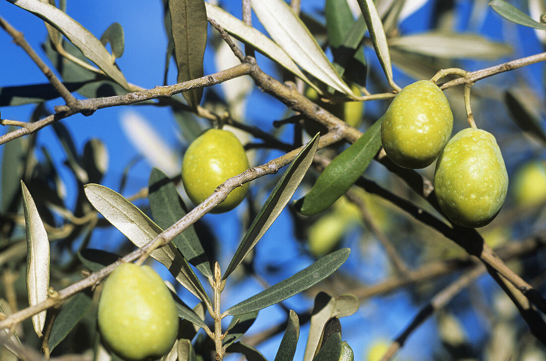 Grüne Oliven am Baum, Provence, Frankreich