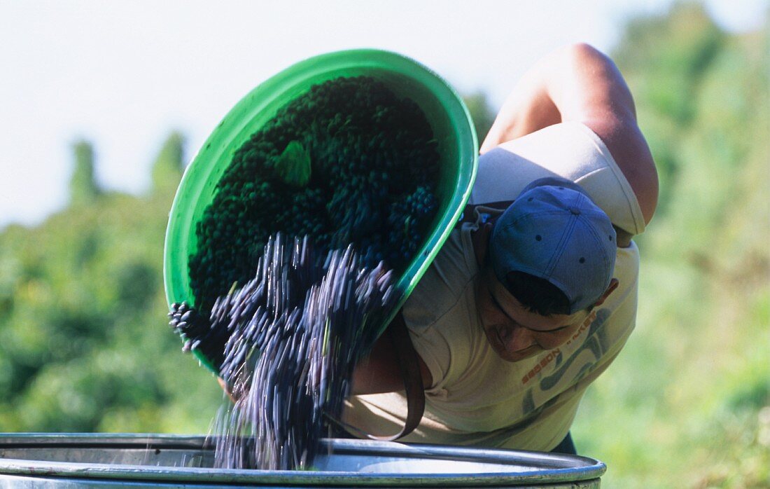 Man emptying a container of picked grapes, Germany