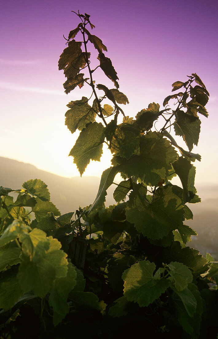 Morning in a vineyard, Randersacker, Franconia, Germany