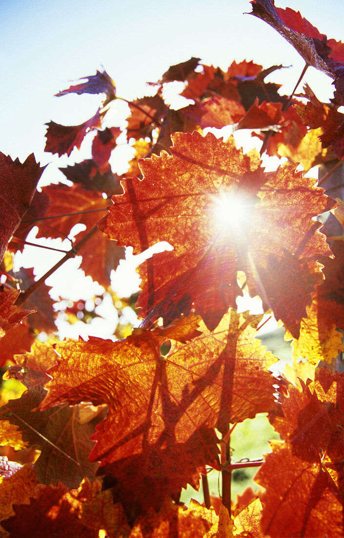 Autumn leaves, Germany