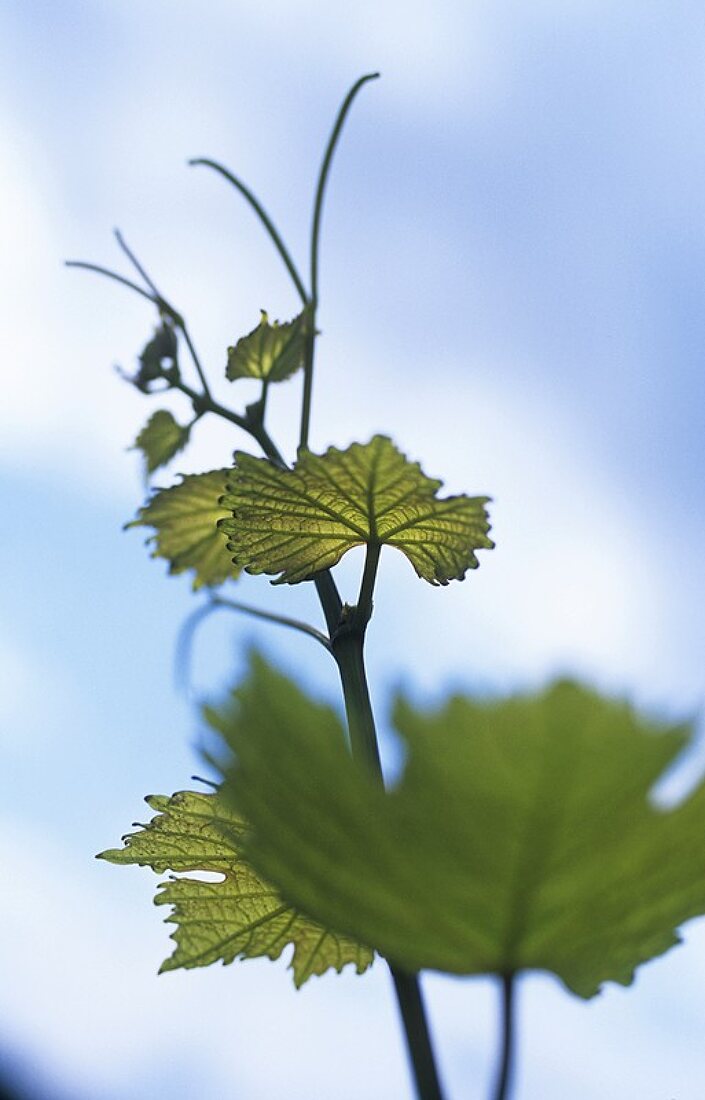 Weinblätter