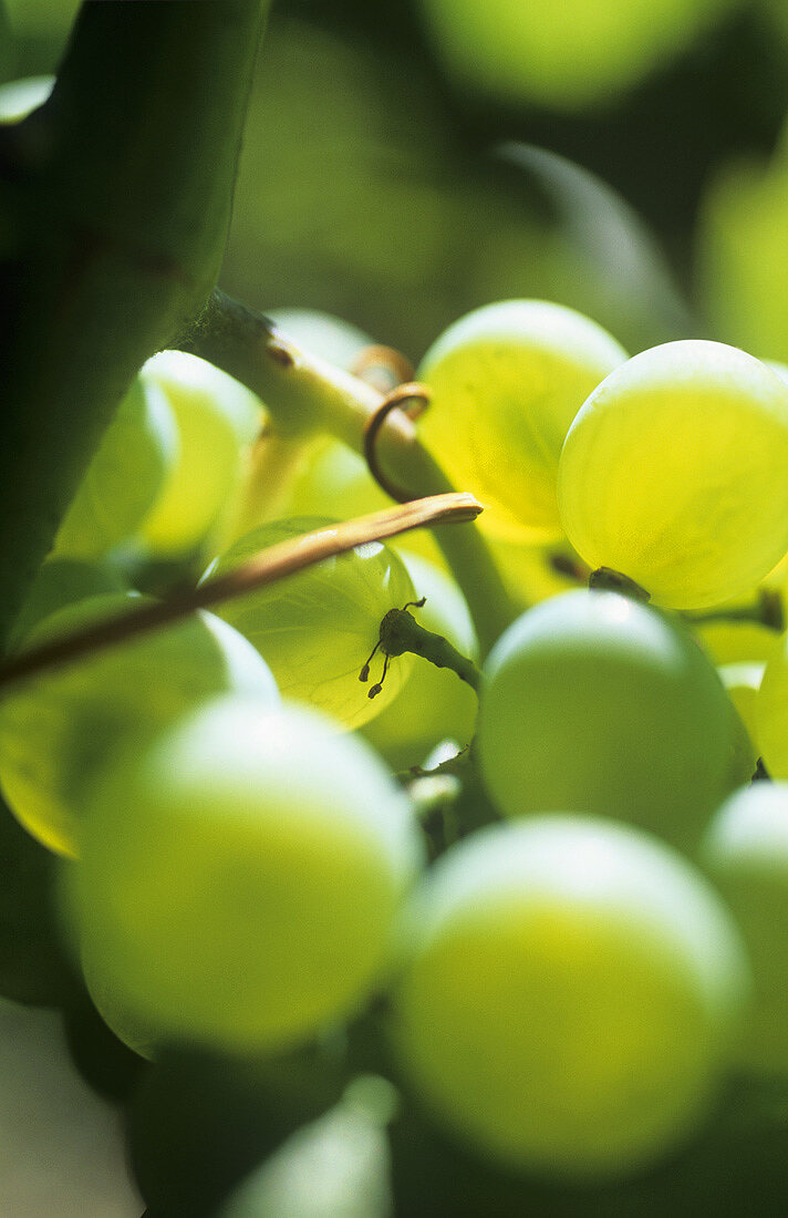 Semillon-Trauben