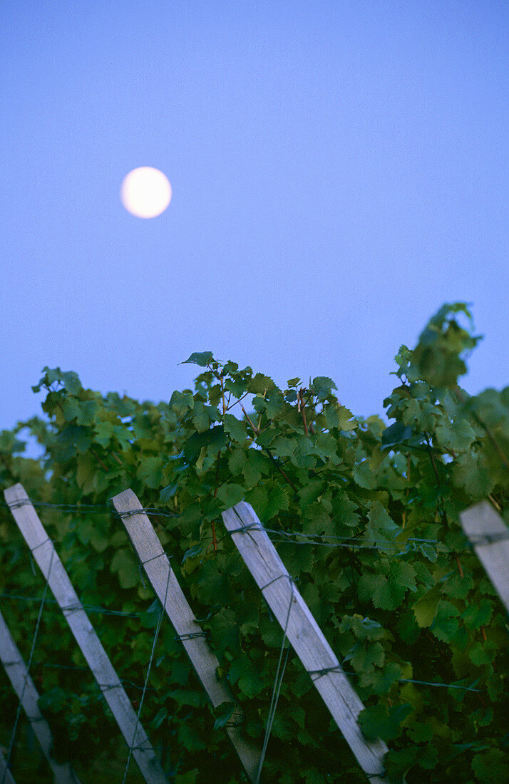 Full moon over a row of vines