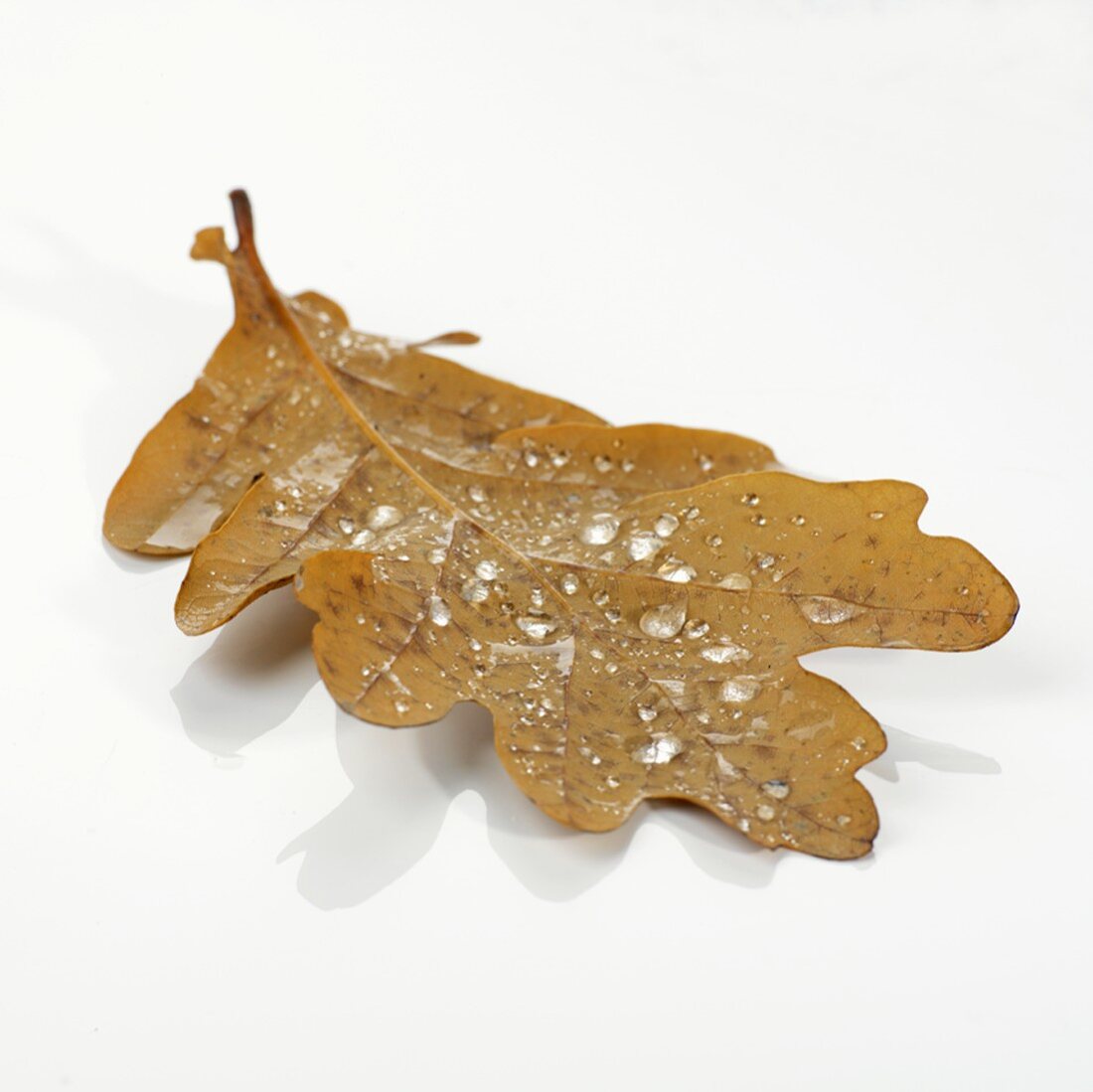 An oak leaf with dewdrops