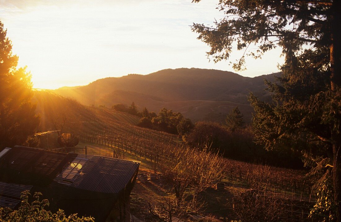 Vineyard in the Napa Valley, California, USA