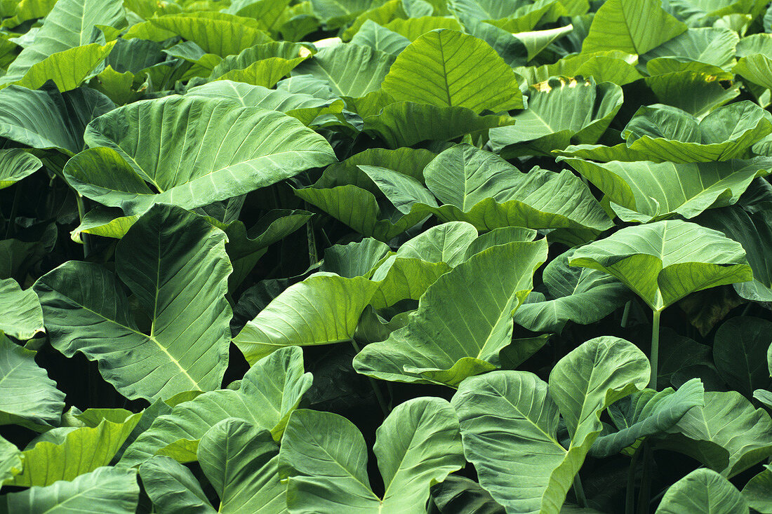 Virginischer Tabak (Nicotiana tabacum)