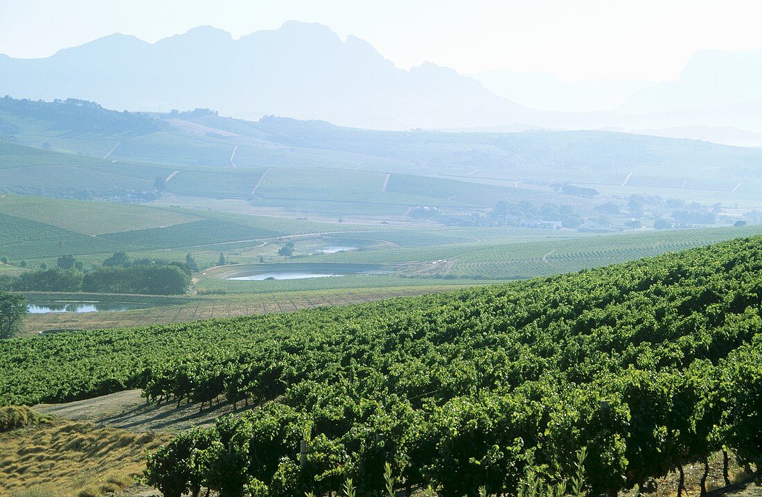 Blick über Jordan vineyards, Stellenbosch, Südafrika