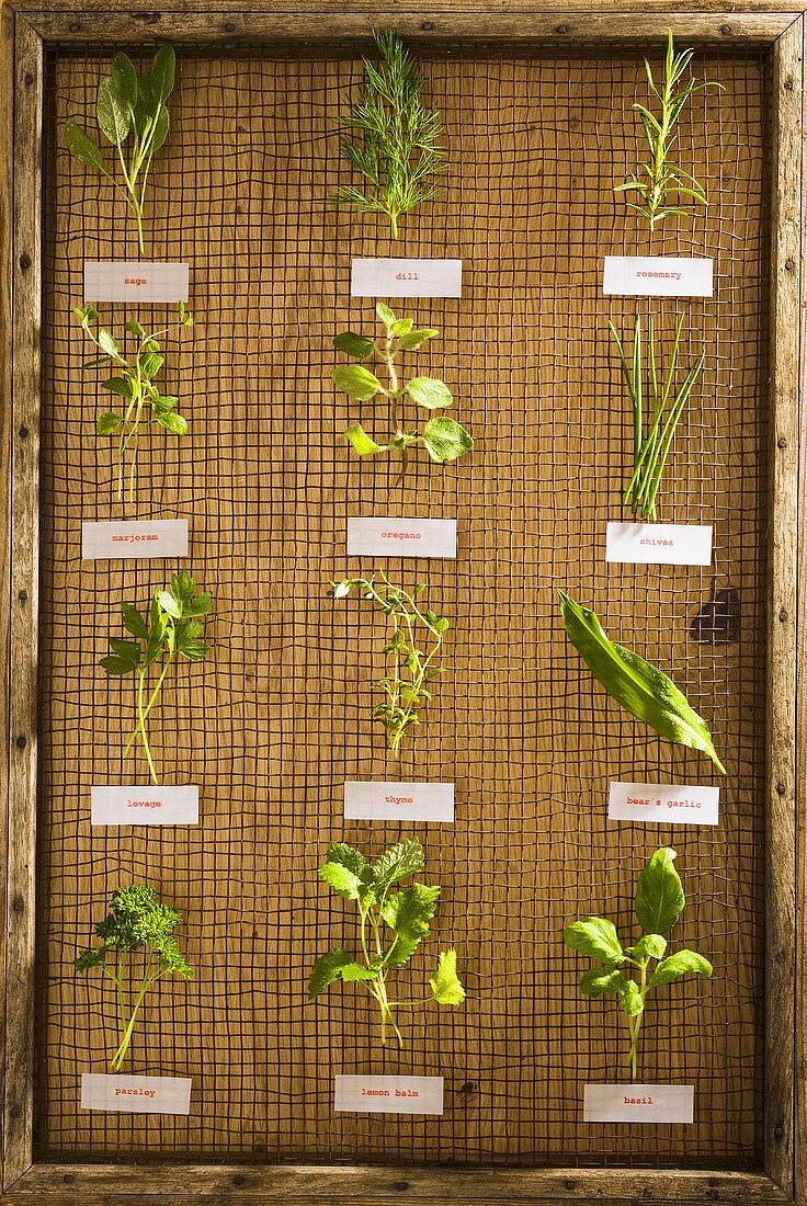 Twelve different herbs with labels