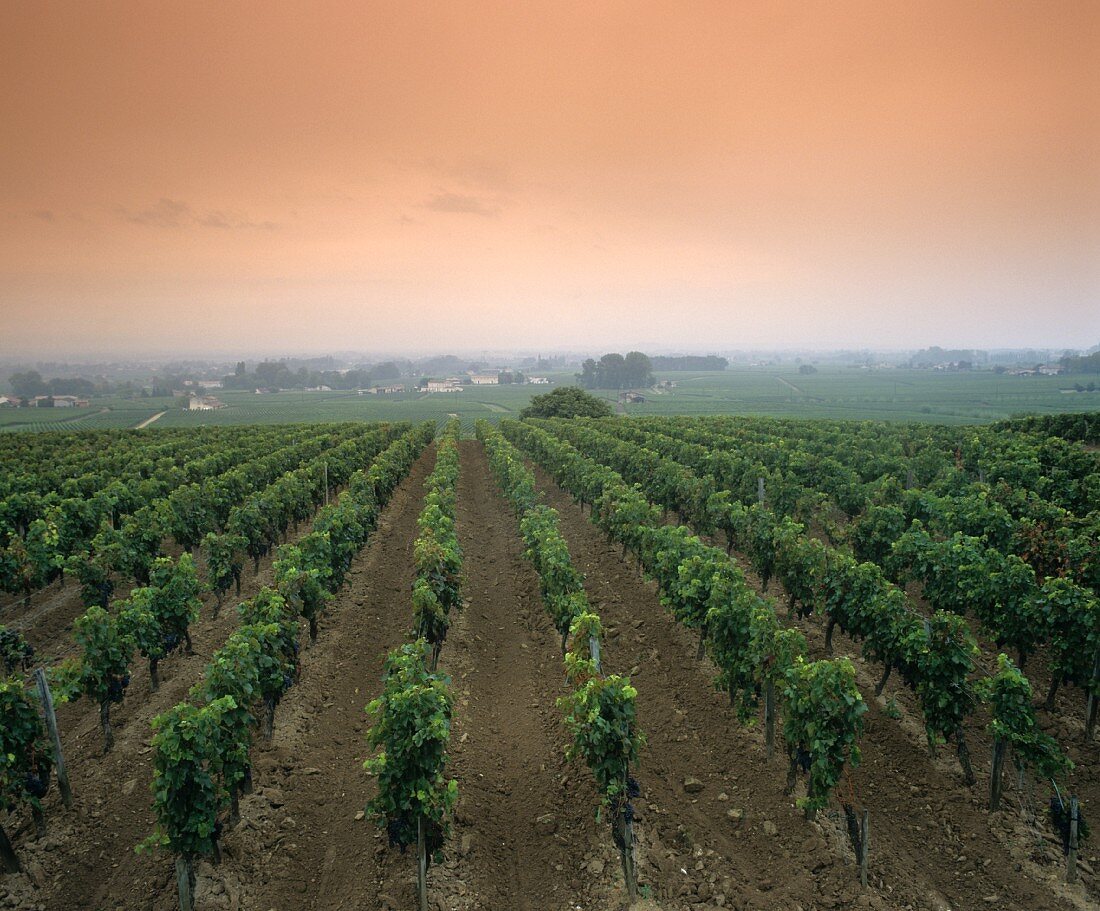 Weinberg bei St. Emilion, Bordeaux, Frankreich