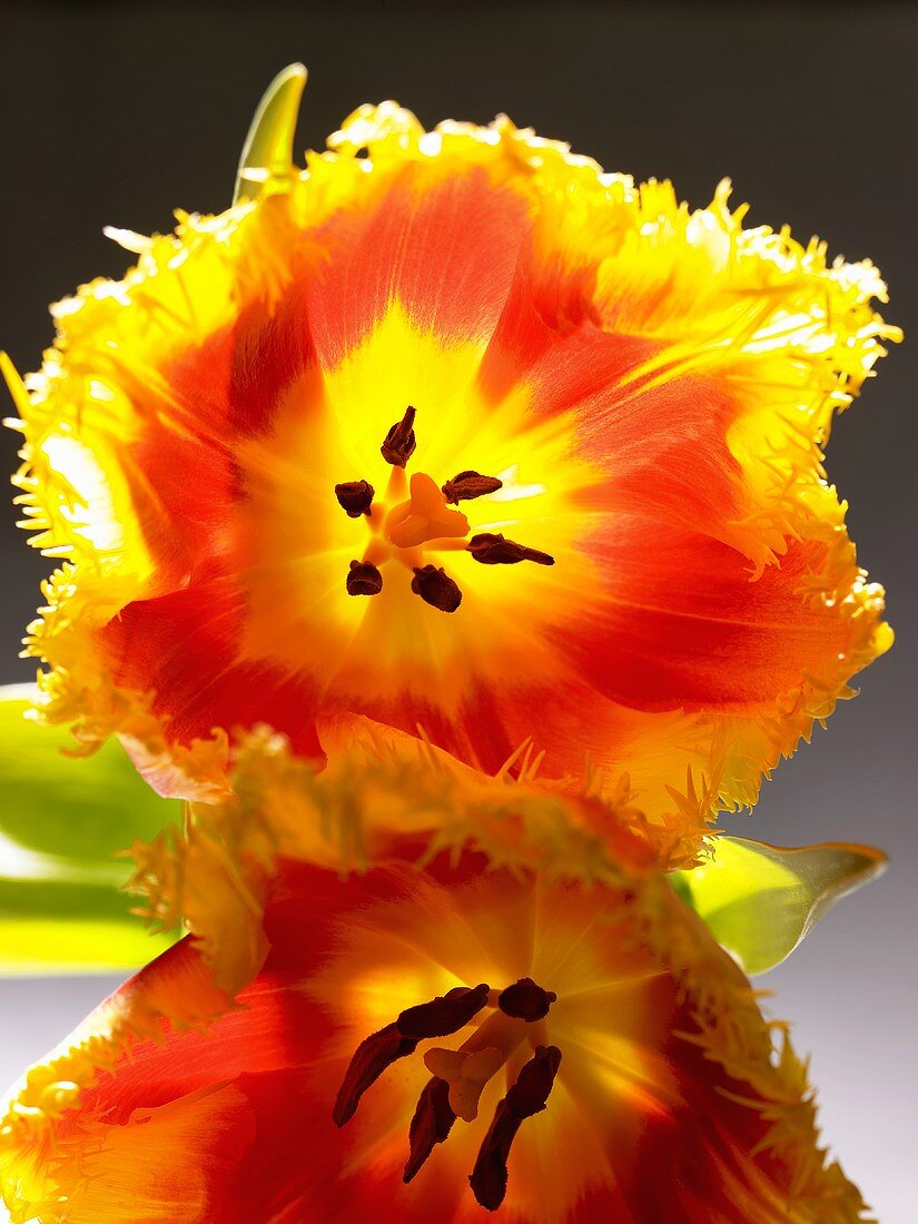Two yellow and red tulips