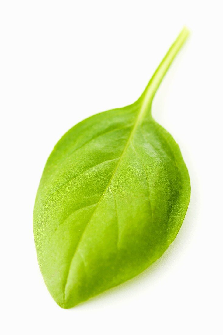 A basil leaf