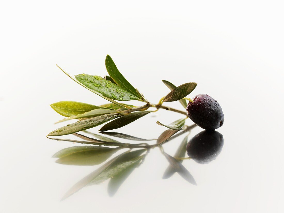 Eine schwarze Olive mit Zweig