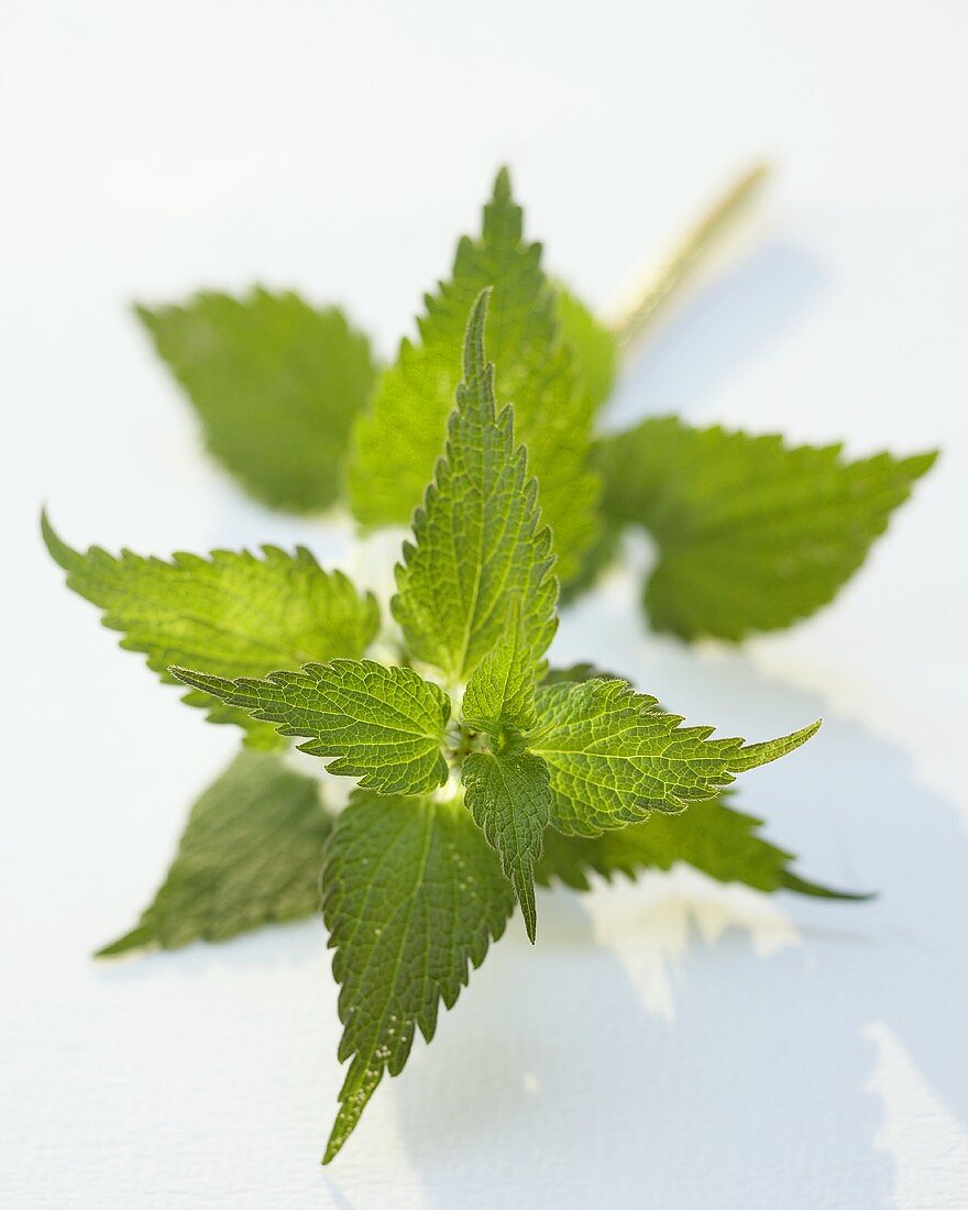 A dead-nettle