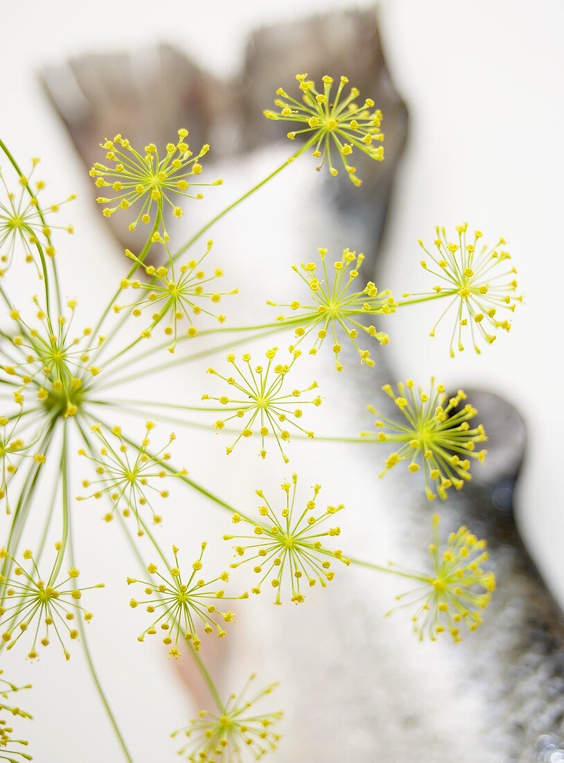 Eine Dillblüte mit Schwanz eines Lachses im Hintergrund