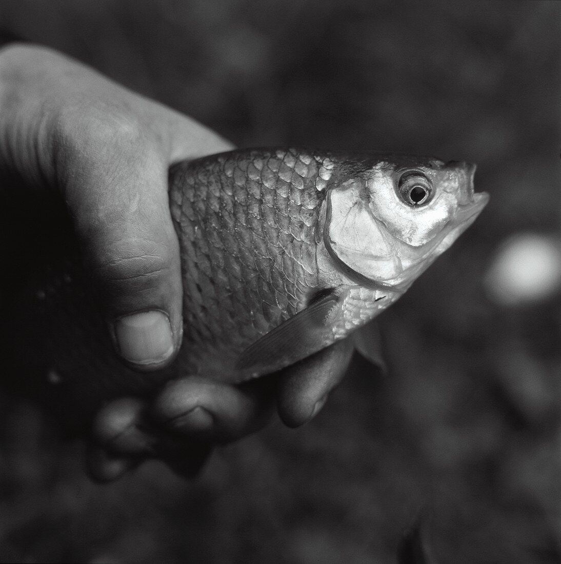 Hand hält einen lebenden Fisch