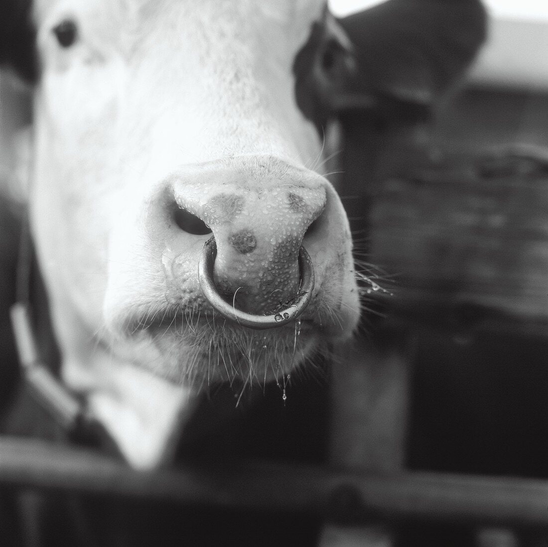 A bull with a nose ring in a stall