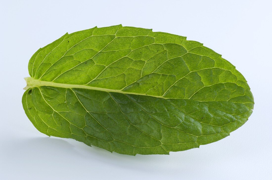 A mint leaf (Hemingway mint)