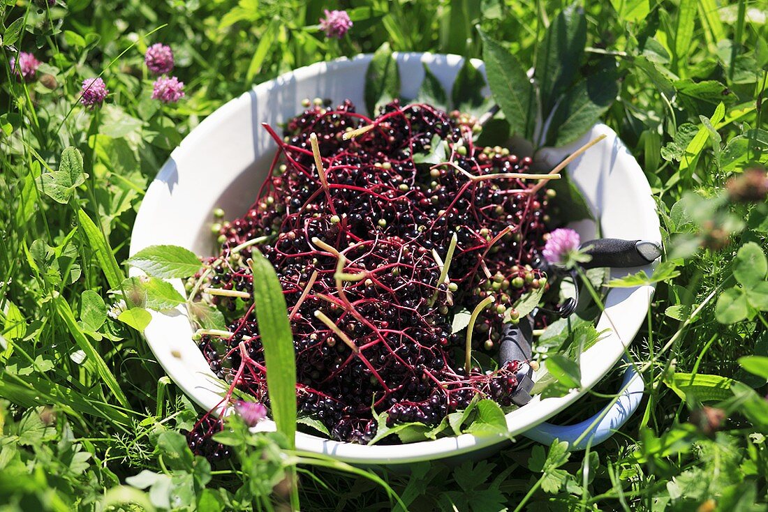 Dish of elderberries in grass