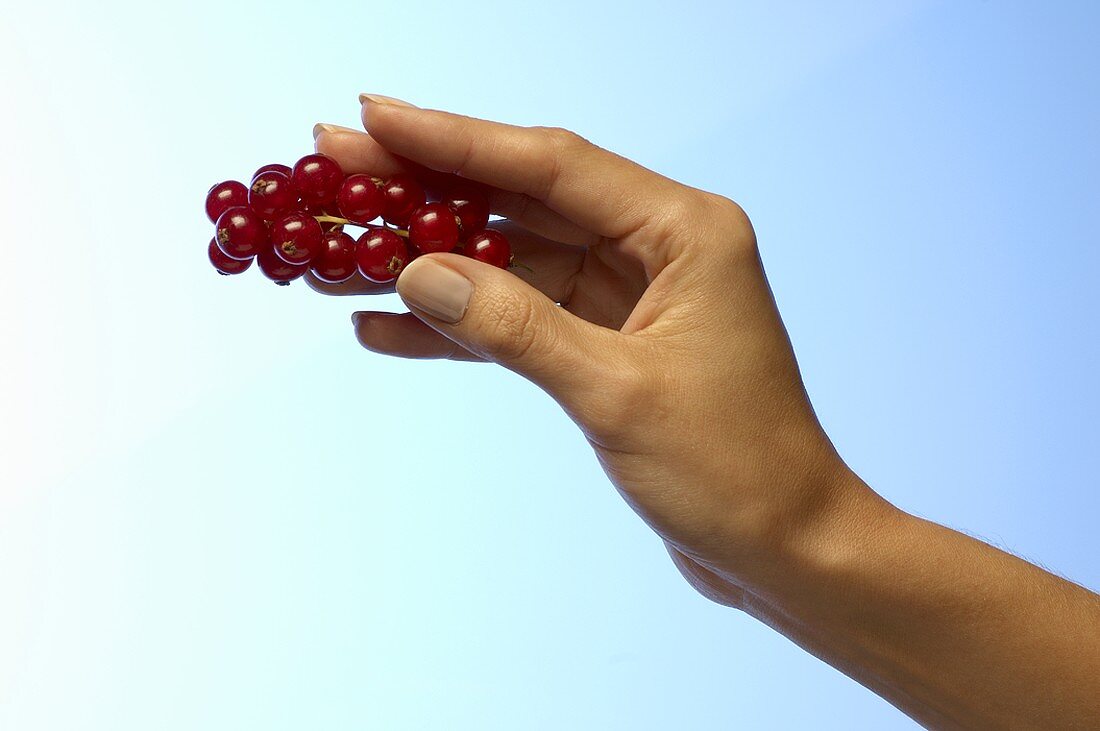 Woman's hand holding fresh redcurrants