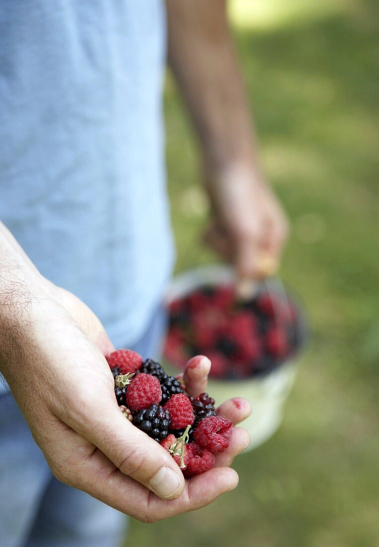 Hand holding freshly picked berries