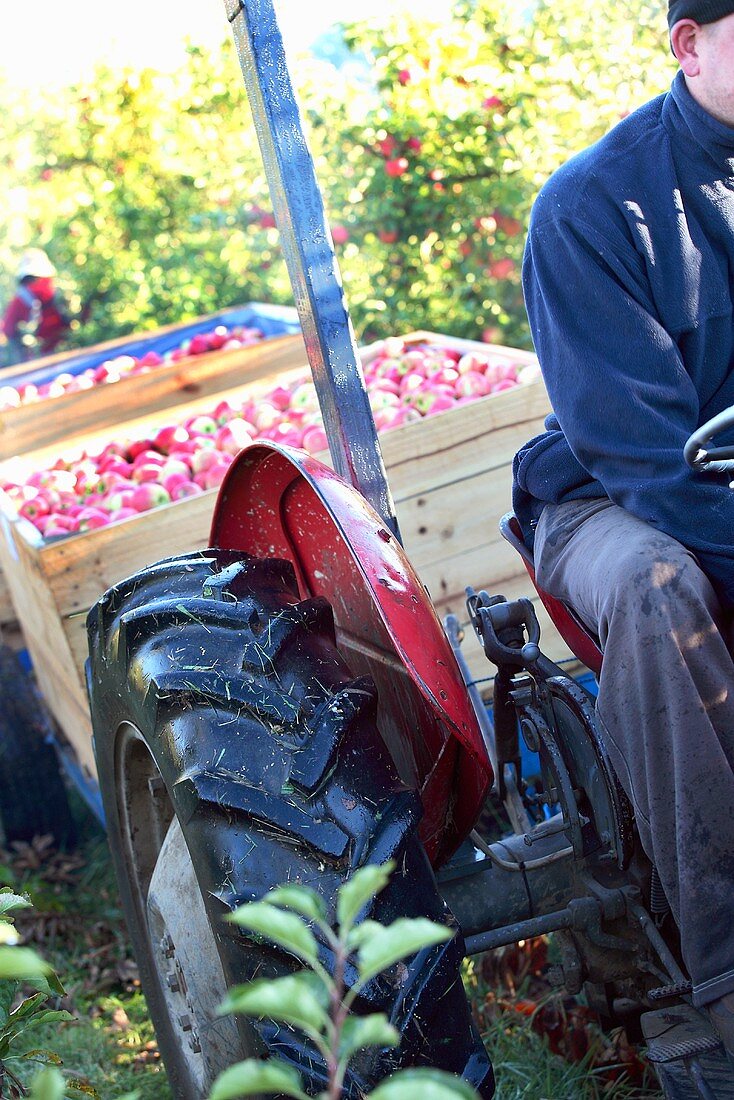Mann auf einem Traktor bei der Apfelernte