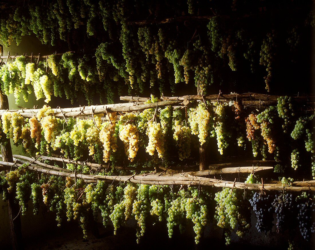 Vin Santo Grapes are drying