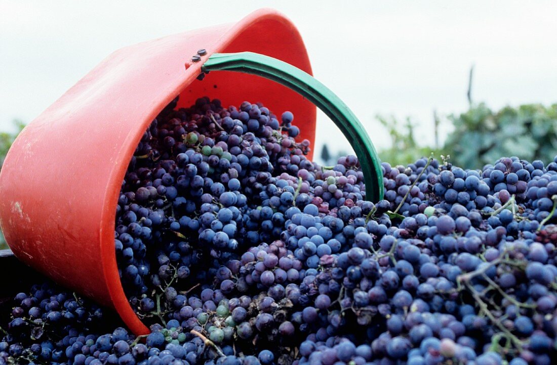 Sangiovese grapes after the harvest in Chianti, Tuscany, Italy