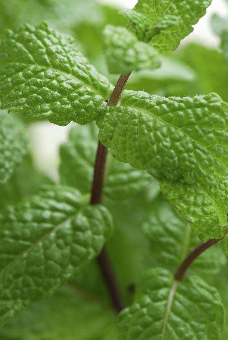 Fresh mint leaves