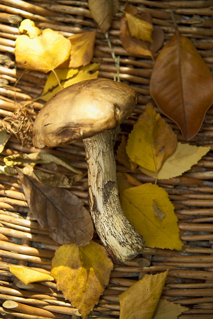 An edible mushroom with leaves