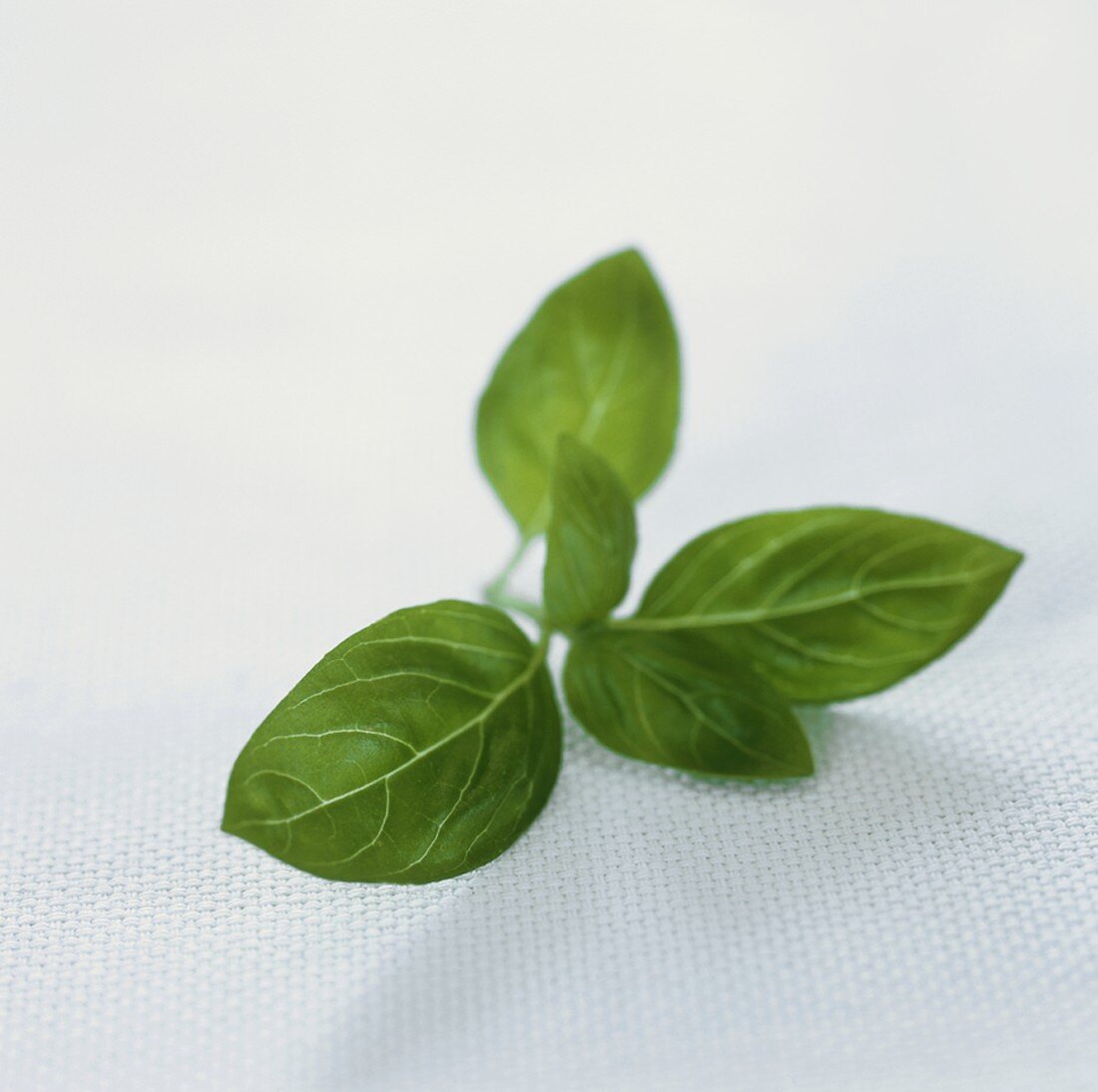 Fresh basil leaves