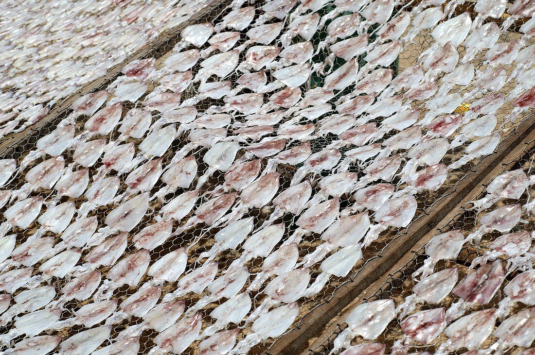 Tintenfische liegen auf Gittern zum Trocknen (Thailand)