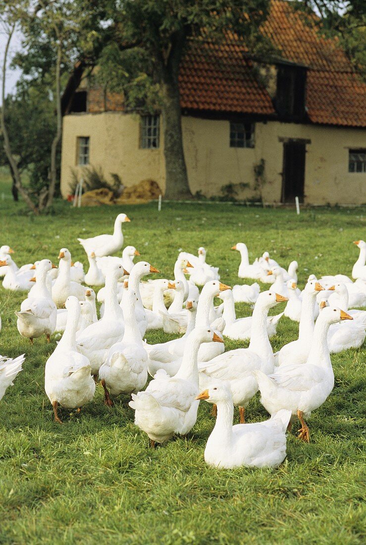 Geese in a pasture, cottage in the background