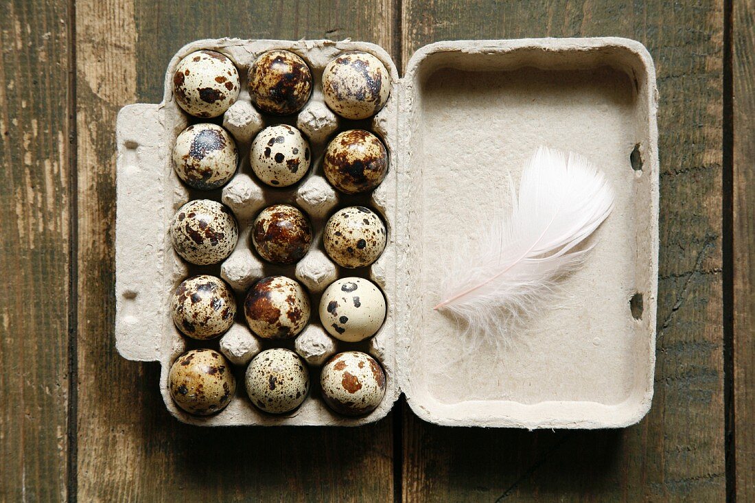 Quails' eggs in an egg box with a feather
