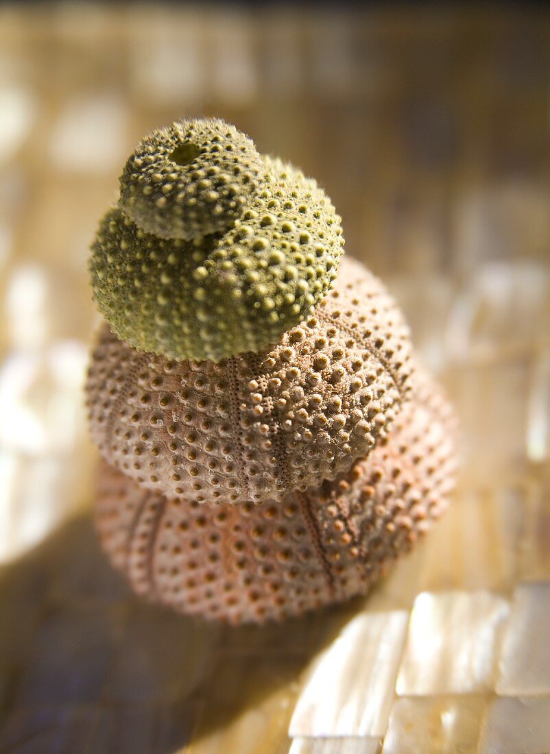 Sea urchins of different sizes, stacked