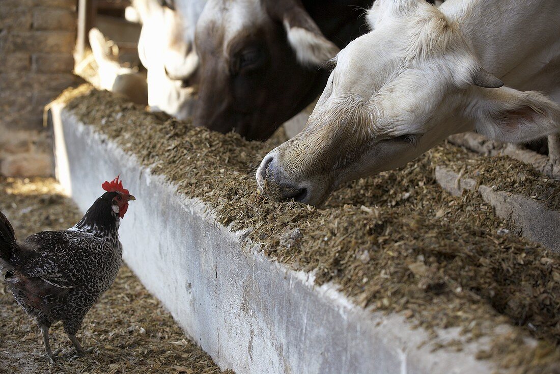 Kühe beim Fressen im Stall mit einer Henne