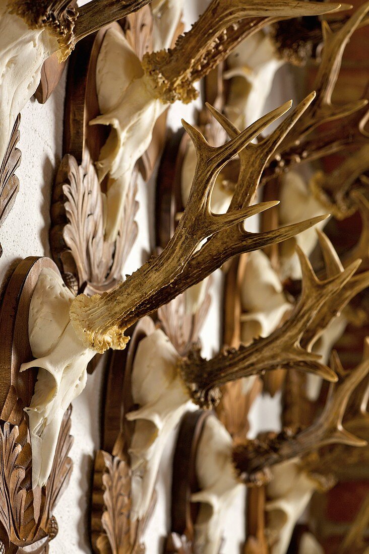 Deer antler hanging on a wall