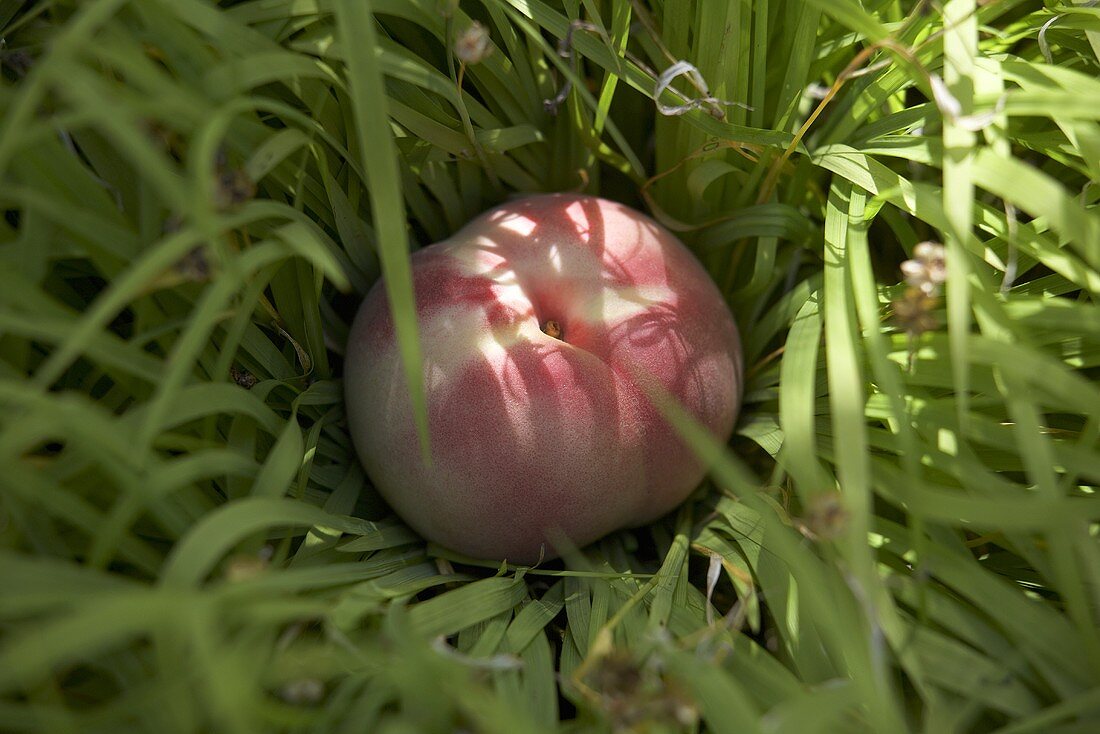 Weisser Pfirsich im Gras