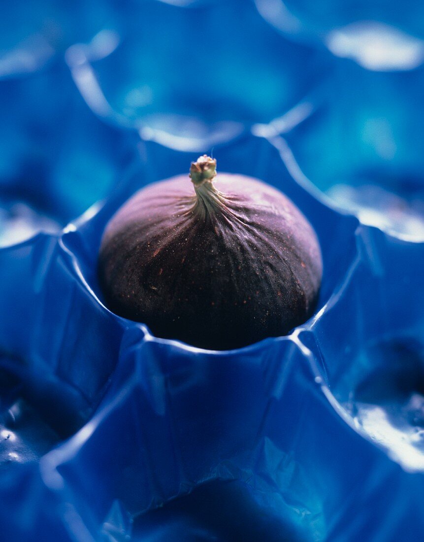 A Fig in Blue Plastic Holder