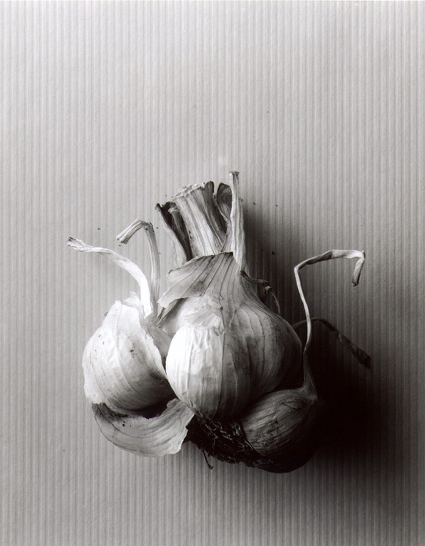 Garlic bulb (black and white photo)