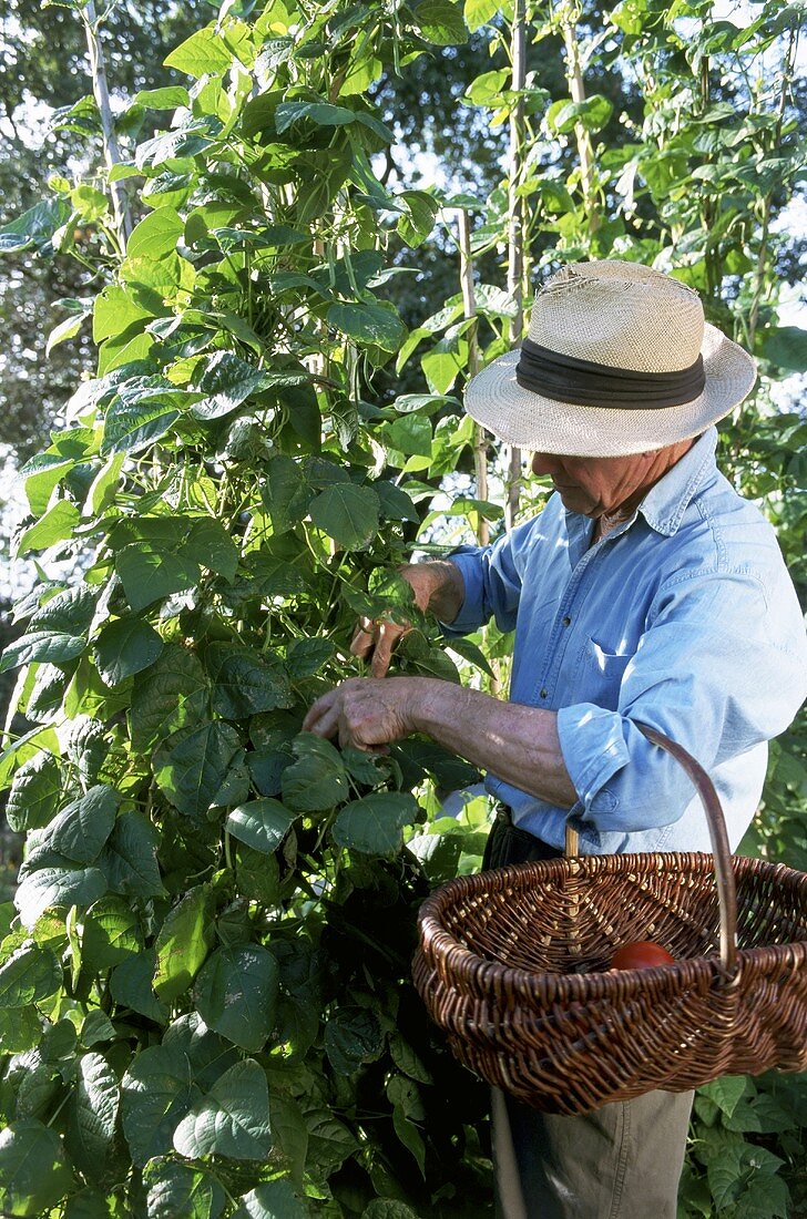 A man harvesting tomatoes